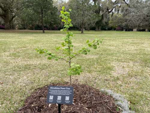 Newly planted Ginkgo sapling with new growth behind an informational sign